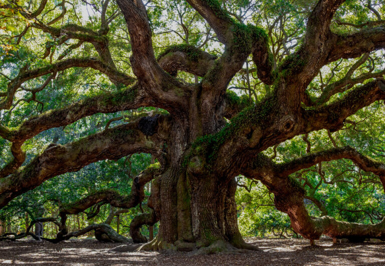 Associazione Arpsess